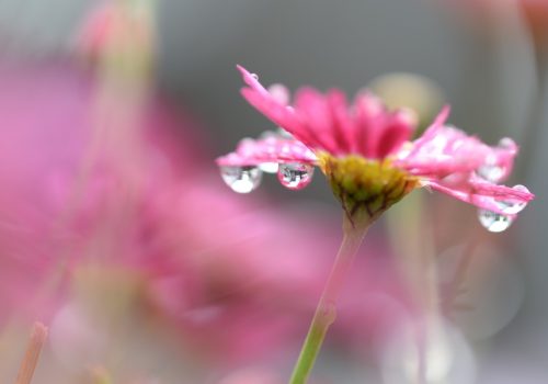 bloom_blossom_flora_flower_HD_wallpaper_macro_pink_raindrops-1043886.jpg!d